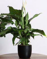 نبات الاشرعة البيضاء بحوض اسود